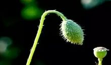 有时我也想化作一颗草