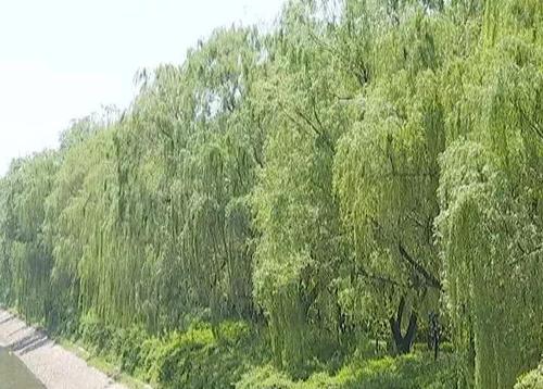 恼人的杨面