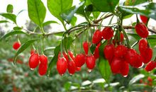 我爱家乡的枸杞树