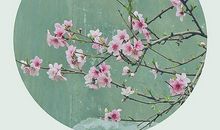 桃之夭夭灼灼其华