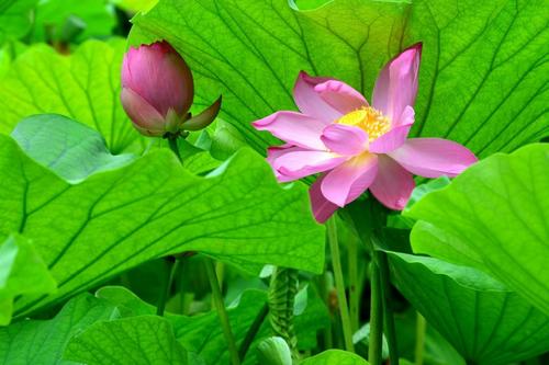 我爱家乡的莲花