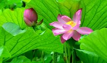 我爱家乡的荷花