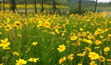 听听花开的声音