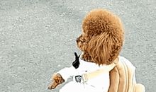 都是乱跑惹的祸