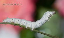 我是大自然中的一员——春蚕