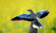 公交碰上佛法僧