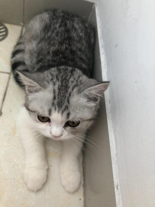 想养一只小猫