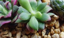 神奇的多肉植物