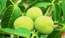 缺席蝉鸣的夏日作文