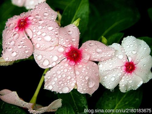 雨中温度