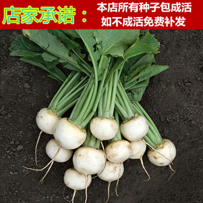 萝卜