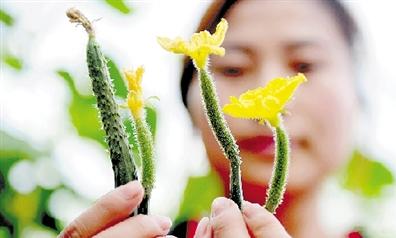 黄瓜的奥秘