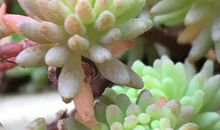 记一次养花的经历