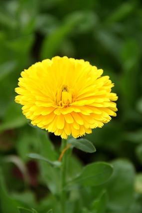 如果我是野菊花