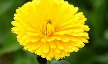 假如我是一朵野菊花