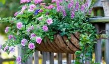 咱们家窗户外的春天