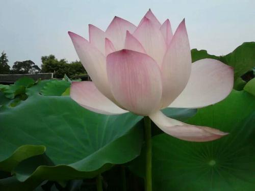 成为莲花真好
