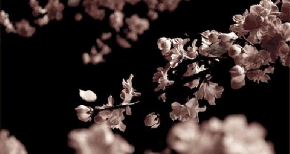 落花无意等待春天