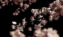 落花无意自待春