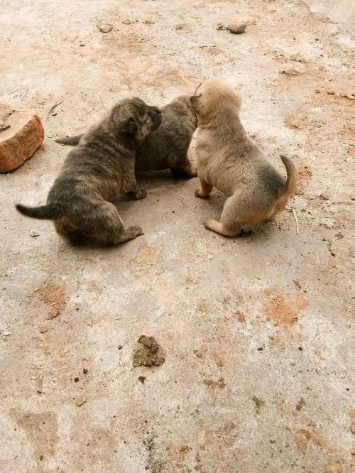贪得无厌的小刺猬