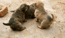 贪得无厌的小刺猬