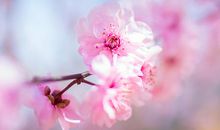 又到春暖花开时