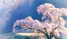 樱花之下的友谊