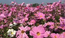 感恩生活中的点滴