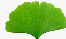 做一片最美的银杏叶