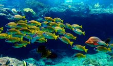 海洋水族馆旅行记