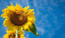 让生命更加灿烂