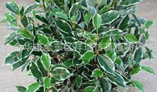 树装假树叶作文