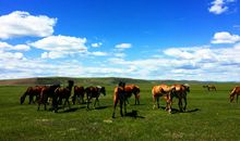 内蒙古大草原游记