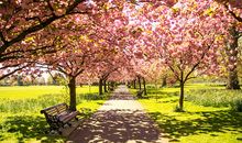 我心中的行道树