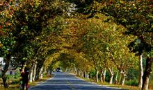 梧桐树下的芳香