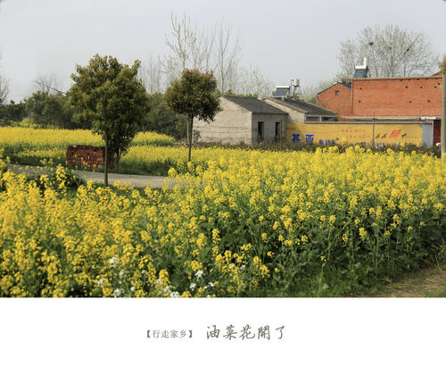 故乡花开