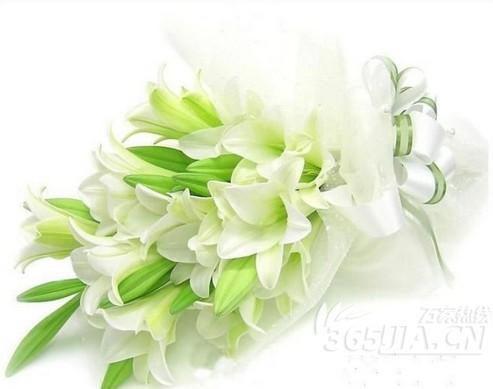老师像一朵花