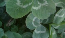 做一片叶，真好