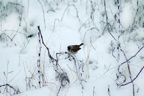 精灵在雪中