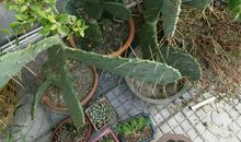 假如我是一棵仙人掌