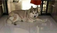 被狗“盯”上的滋味