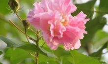 关于木槿花的作文