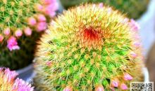 描写仙人球的作文