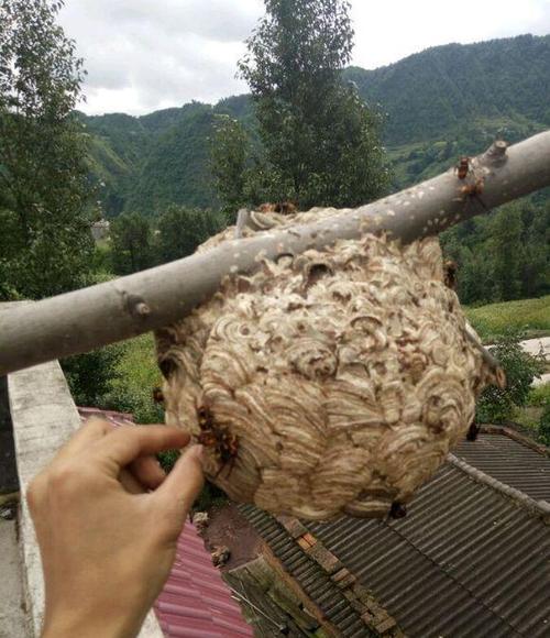 蜂窝
