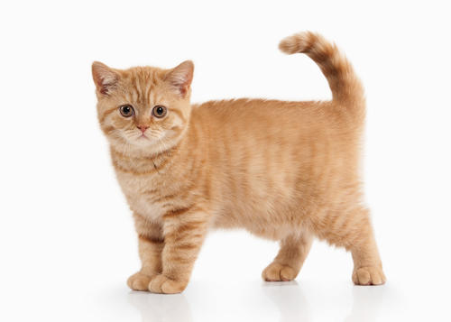 小猫一无所有