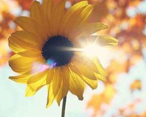 如果我是向日葵