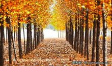 发生在初秋的故事