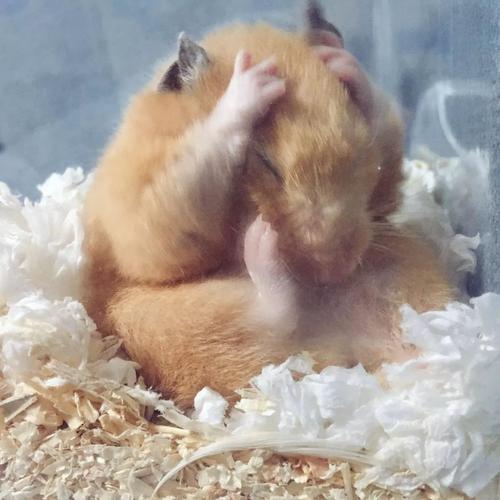 养仓鼠的乐趣