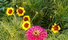 绽放在泥土中的坚韧——来自苔花的启示