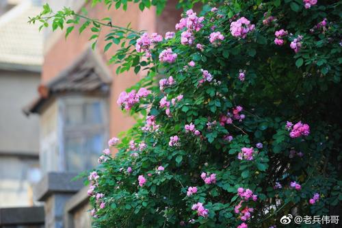 享受玫瑰的芬芳